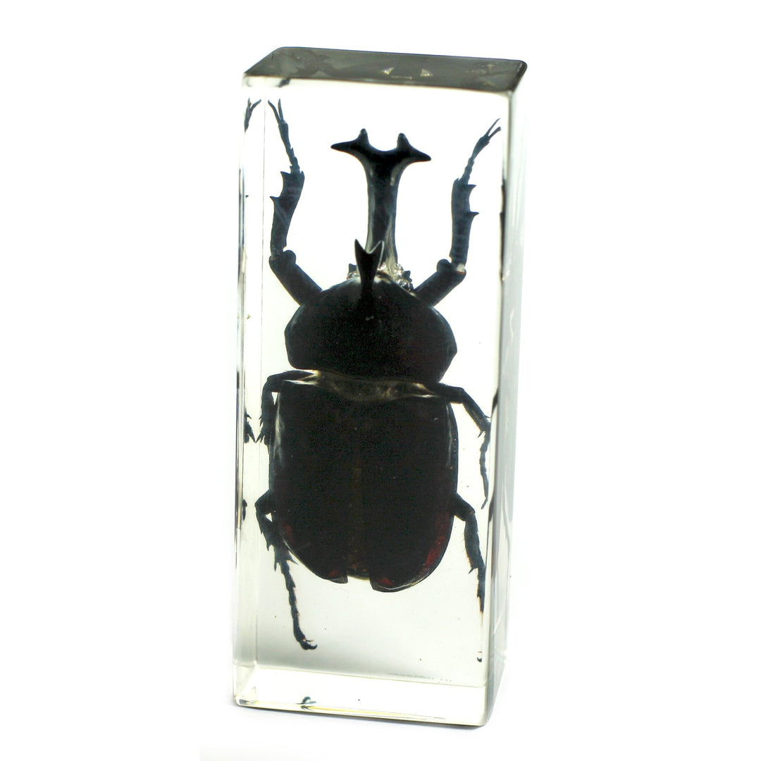 Ed Speldy East PW310 Real Bug Paperweight Regular-Large-Rhinocerous Beetle