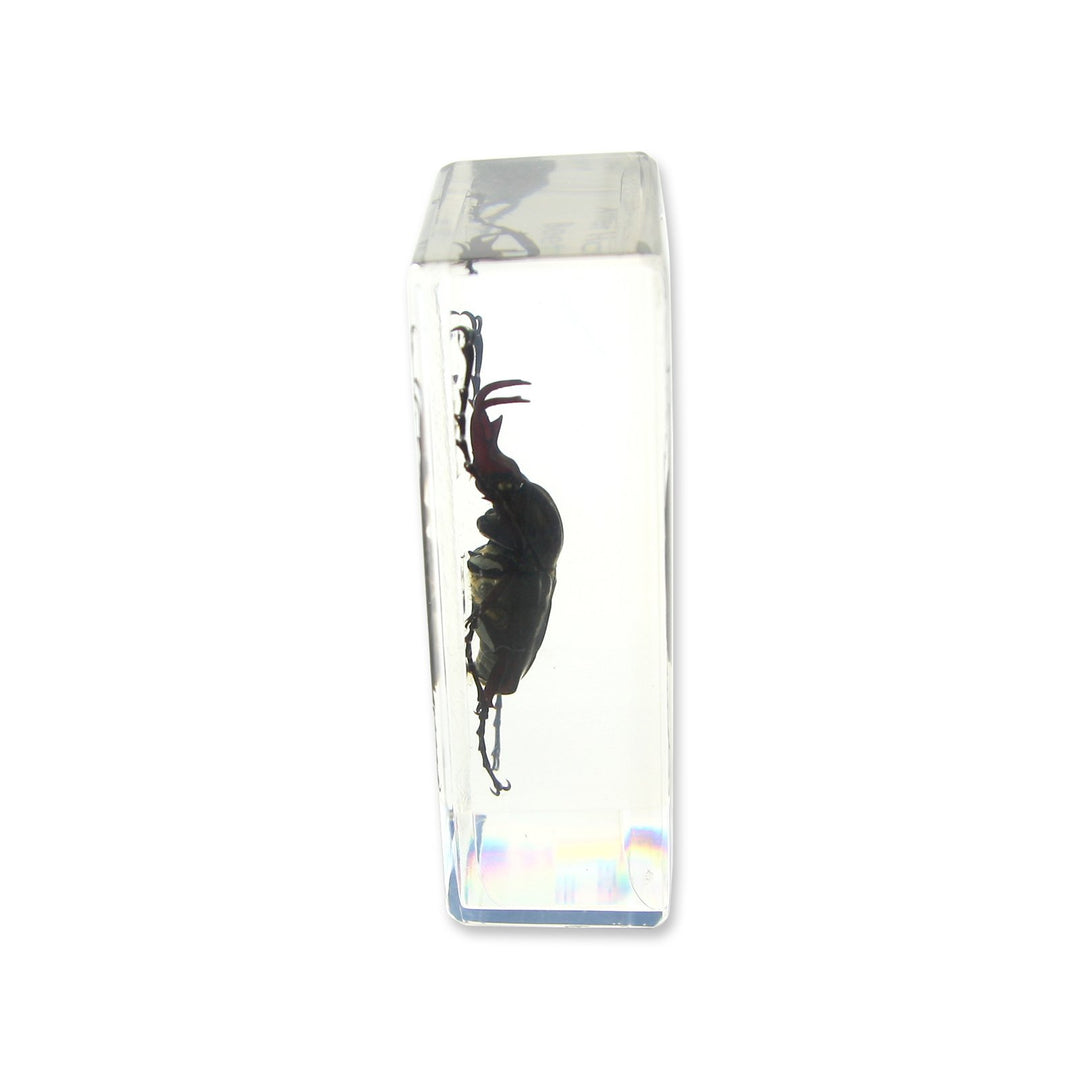 Antler Horned Beetle Paperweight (1 5/8 x 2 7/8 x 1)
