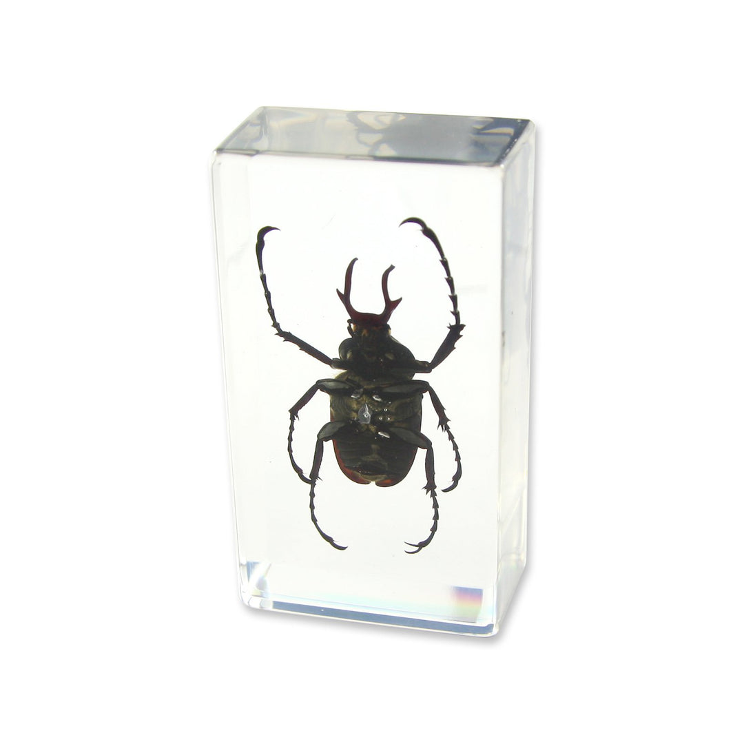 Antler Horned Beetle Paperweight (1 5/8 x 2 7/8 x 1)