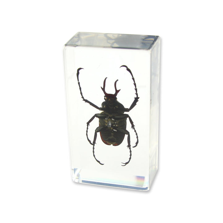Antler Horned Beetle Paperweight (1 5/8 x 2 7/8 x 1)