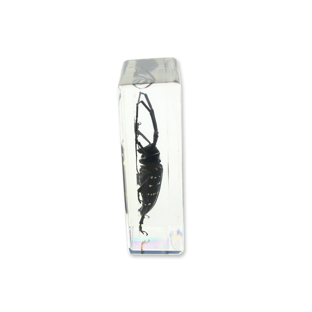 Ed Speldy East PW207 Real Bug Paperweight Regular-edium-Black Longhorn Beetle
