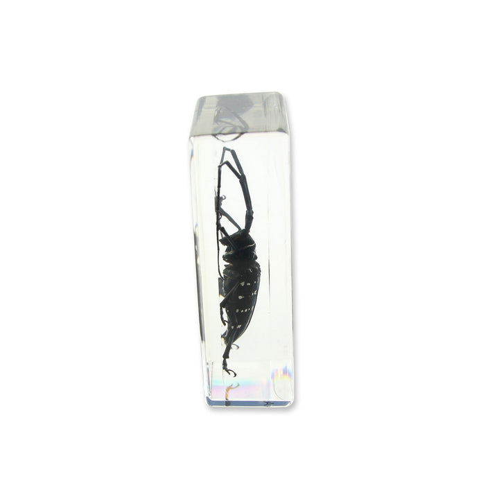 Ed Speldy East PW207 Real Bug Paperweight Regular-edium-Black Longhorn Beetle