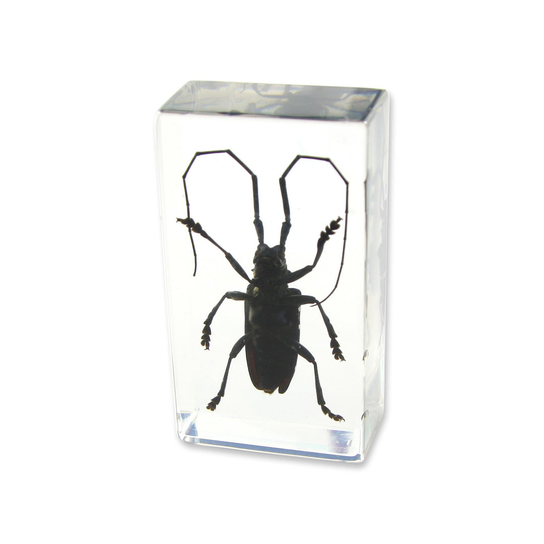 Ed Speldy East PW207 Real Bug Paperweight Regular-edium-Black Longhorn Beetle