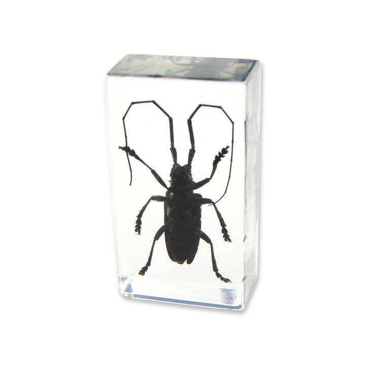Ed Speldy East PW207 Real Bug Paperweight Regular-edium-Black Longhorn Beetle