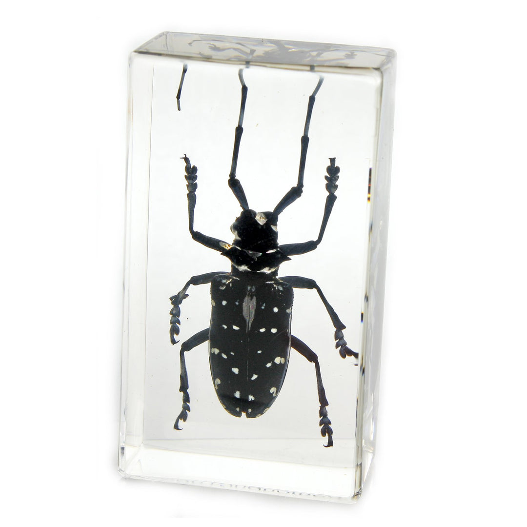Ed Speldy East PW207 Real Bug Paperweight Regular-edium-Black Longhorn Beetle