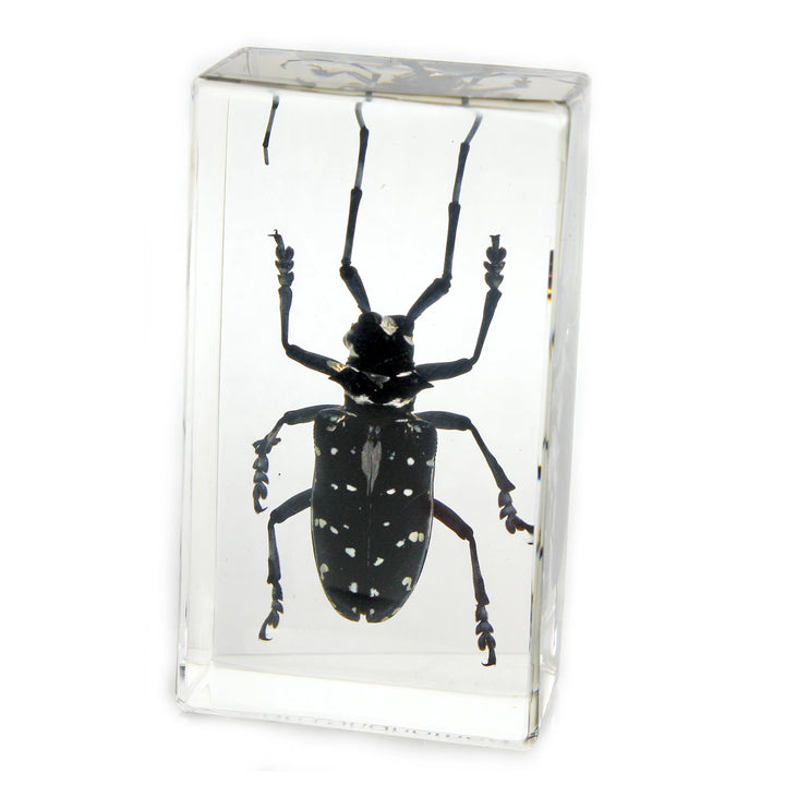Ed Speldy East PW207 Real Bug Paperweight Regular-edium-Black Longhorn Beetle