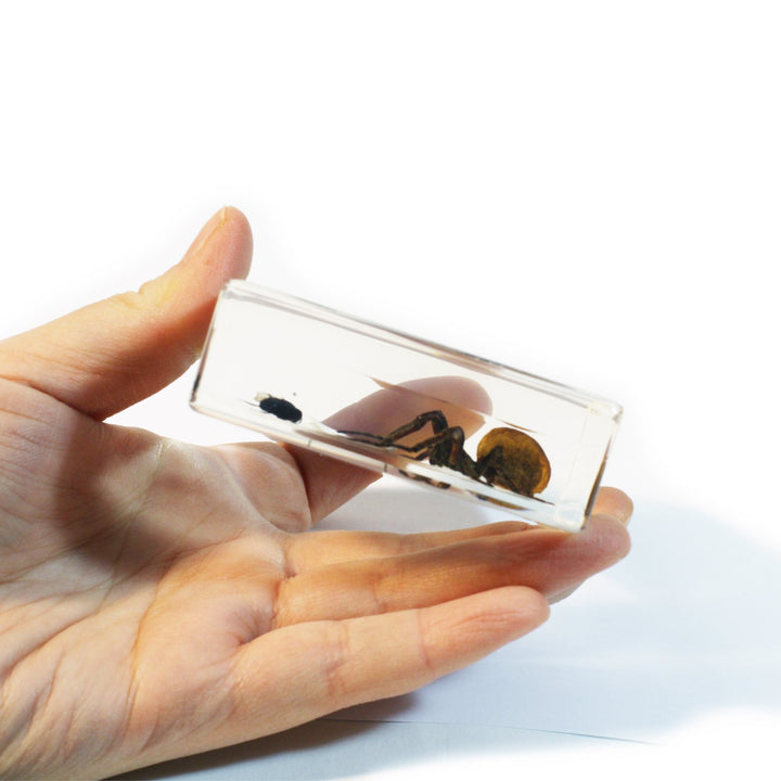 Real Bug Spider and Fly Desk Decoration