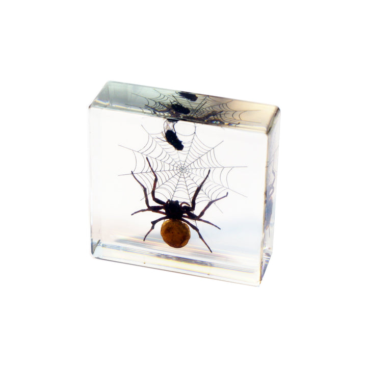 Real Bug Spider and Fly Desk Decoration