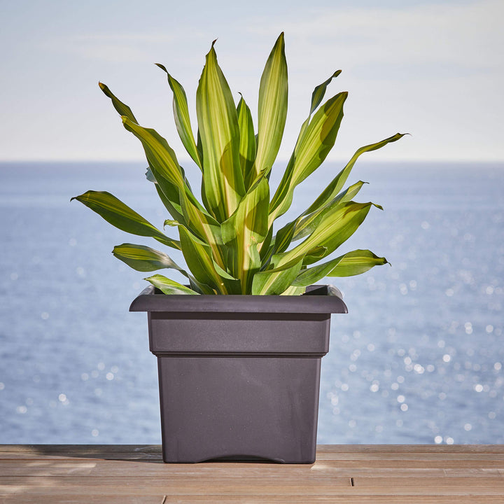 Bloem Veranda Deck Box Planter, 18", Chocolate (457185-1001)